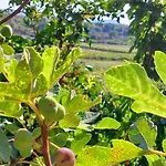 Planinic * Čitluk