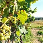 Planinic Čitluk