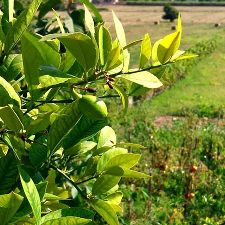 Planinic סיטלוק