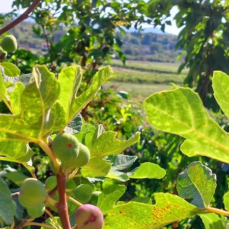Planinic * סיטלוק
